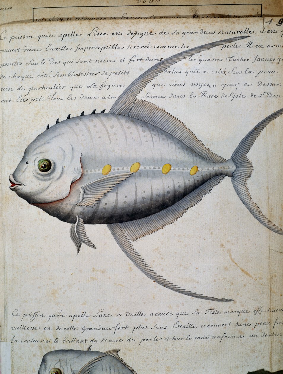 Fisk kalt Lisse, Sao Vicente-øya, Kapp Verde, akvarell fra loggbok av Jacques Gouin de Beauchesne (1652-1730), kaptein for Compagnie royale de la Mer du Sud, fra 1698 til 1701, Frankrike av French School