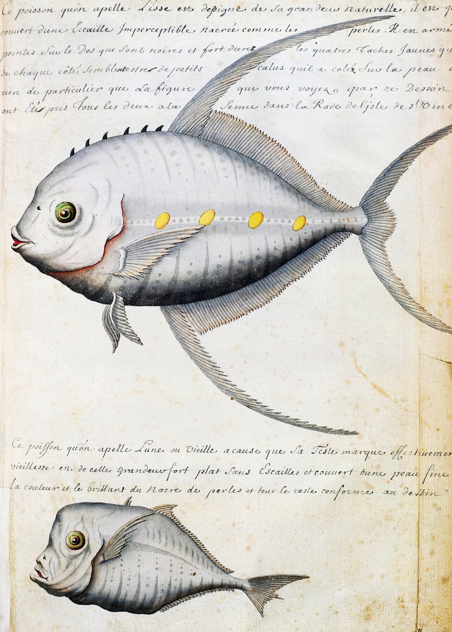 Fisk kalt Lisse og månefisk, Sao Vicente-øya, Kapp Verde, akvarell fra loggbok av Jacques Gouin de Beauchesne (1652-1730), kaptein for Compagnie royale de la Mer du Sud, fra 1698 til 1701, Frankrike av French School