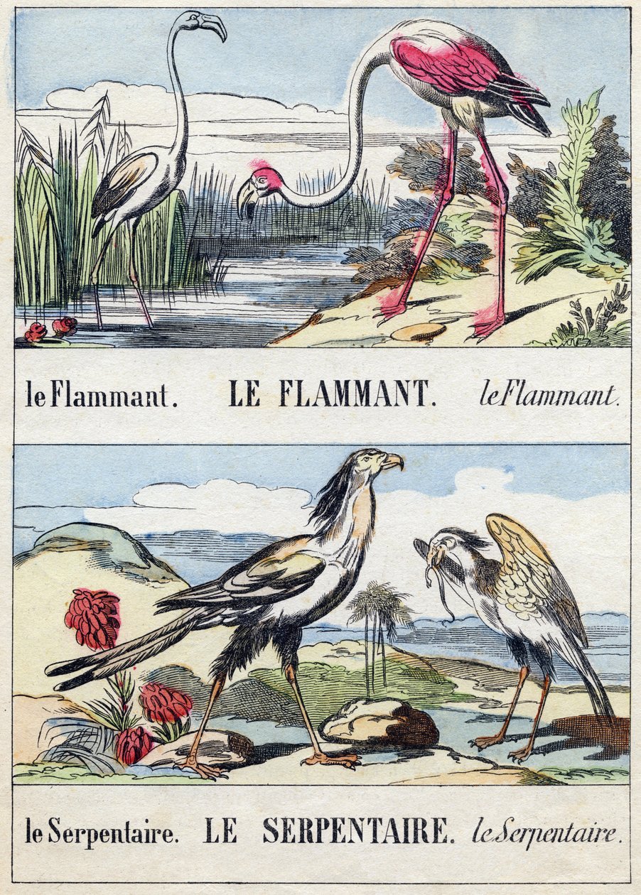 Flament og slange. Gravering i "Buffon Alphabet des Oiseaux n 2". 3. Serie N 2. Avbildning av Epinal, Epinal, sent på 1800-tallet. 16 sider. Mål: 28x21cm av French School