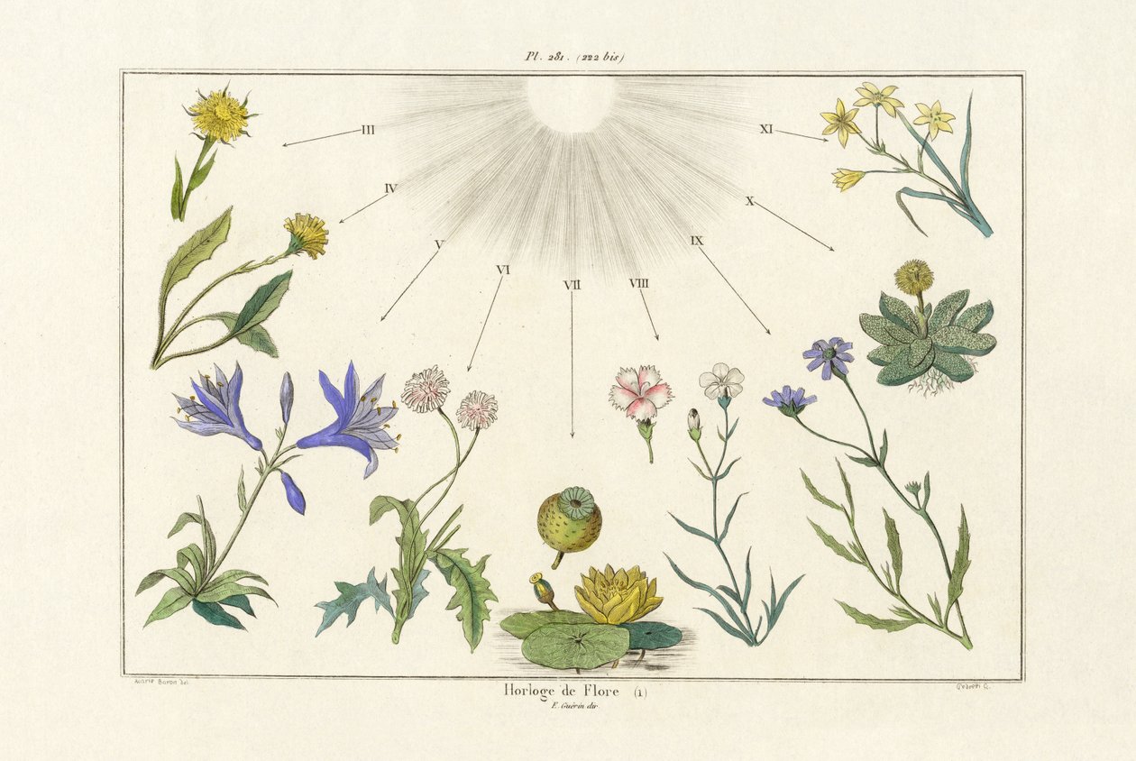 Blomsterur, 1833-39 av French School