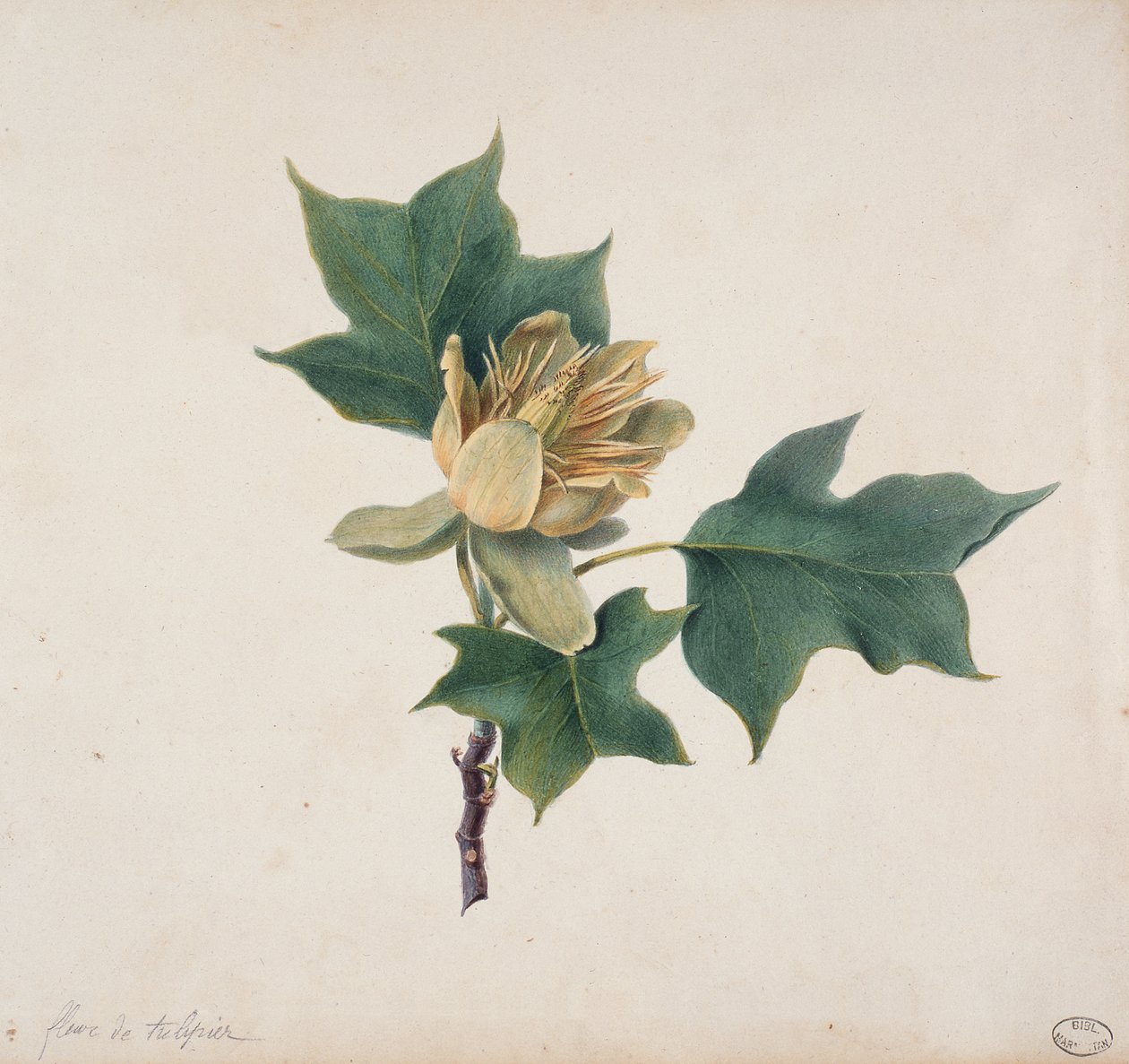 Blomst av et tulipantre av French School