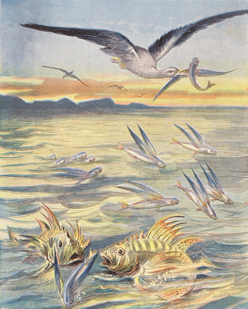 Flygefisk (fargelitografi) av French School