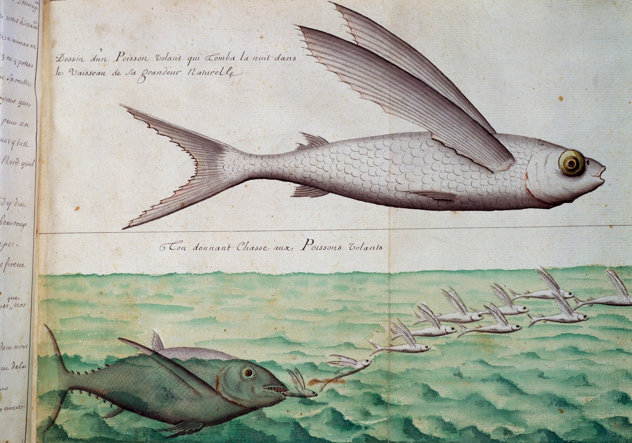Flyvende fisk og tunfisk som jager flygefisk, Kreftens vendekrets, akvarell fra loggbok av Jacques Gouin de Beauchesne (1652-1730), kaptein for Compagnie royale de la Mer du Sud, fra 1698 til 1701, Frankrike av French School