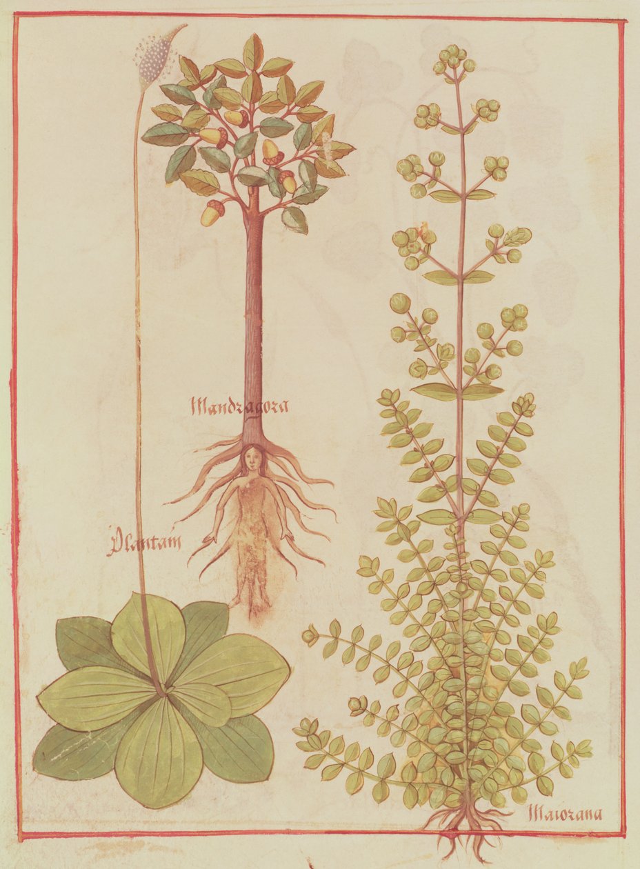 Fr 12322 f.180v Groblad, merian og mandrake, fra Livre des Simples Medecines, ca. 1520-30 av French School
