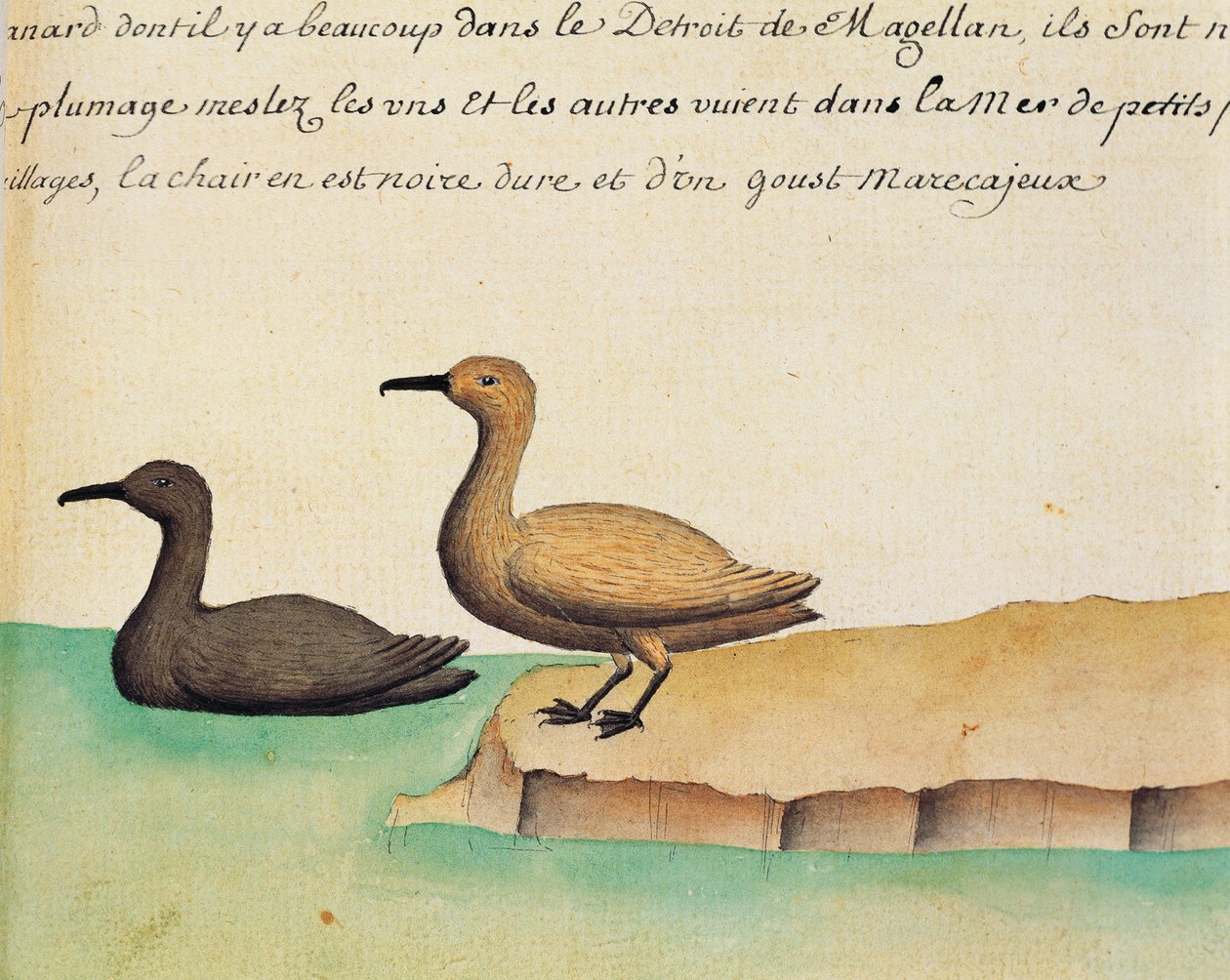 Gjess, Magellanstredet, akvarell fra loggbok av Jacques Gouin de Beauchesne (1652-1730), kaptein for Compagnie royale de la Mer du Sud, fra 1698 til 1701, Frankrike av French School
