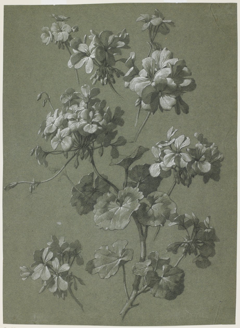 Geranium (Pelargonium sp.), ca. 1800 (kull og hvitt kritt, grønn vev) av French School