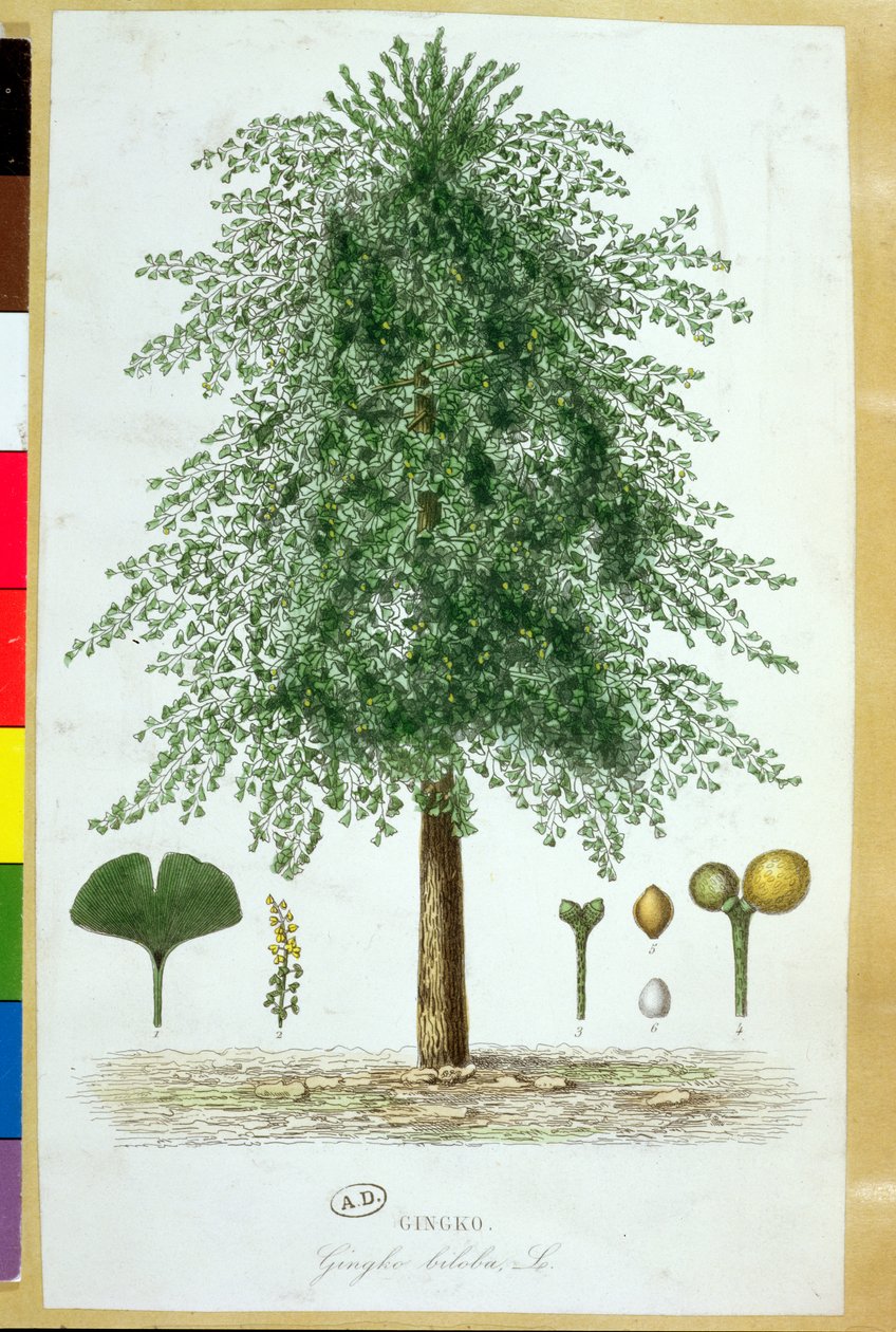 Ginkgo biloba tre av French School