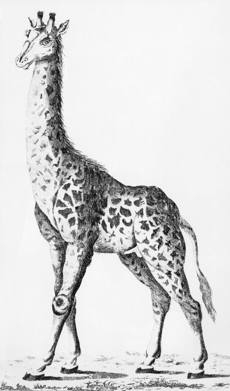 Giraffe brakt tilbake av Mr. Levaillant på reise i Afrika, illustrasjon fra Observations sur la Physique, sur lHistoire Naturelle et sur les Arts, dediees a Mgr. Greven av Artois, desember 1789 av French School