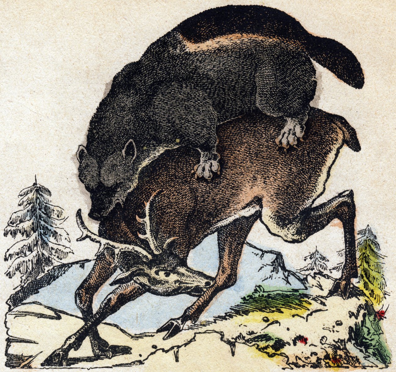 Frosser. Gravering i "" Alphabet des animaux sauvages"". 9. serie. Bilder av Epinal, Pellerin, trykkeri-utgiver, ca. 1870. Graveringer på tre, stensilert. 16 sider. Mål: 20 x 15 cm. Privat samling av French School