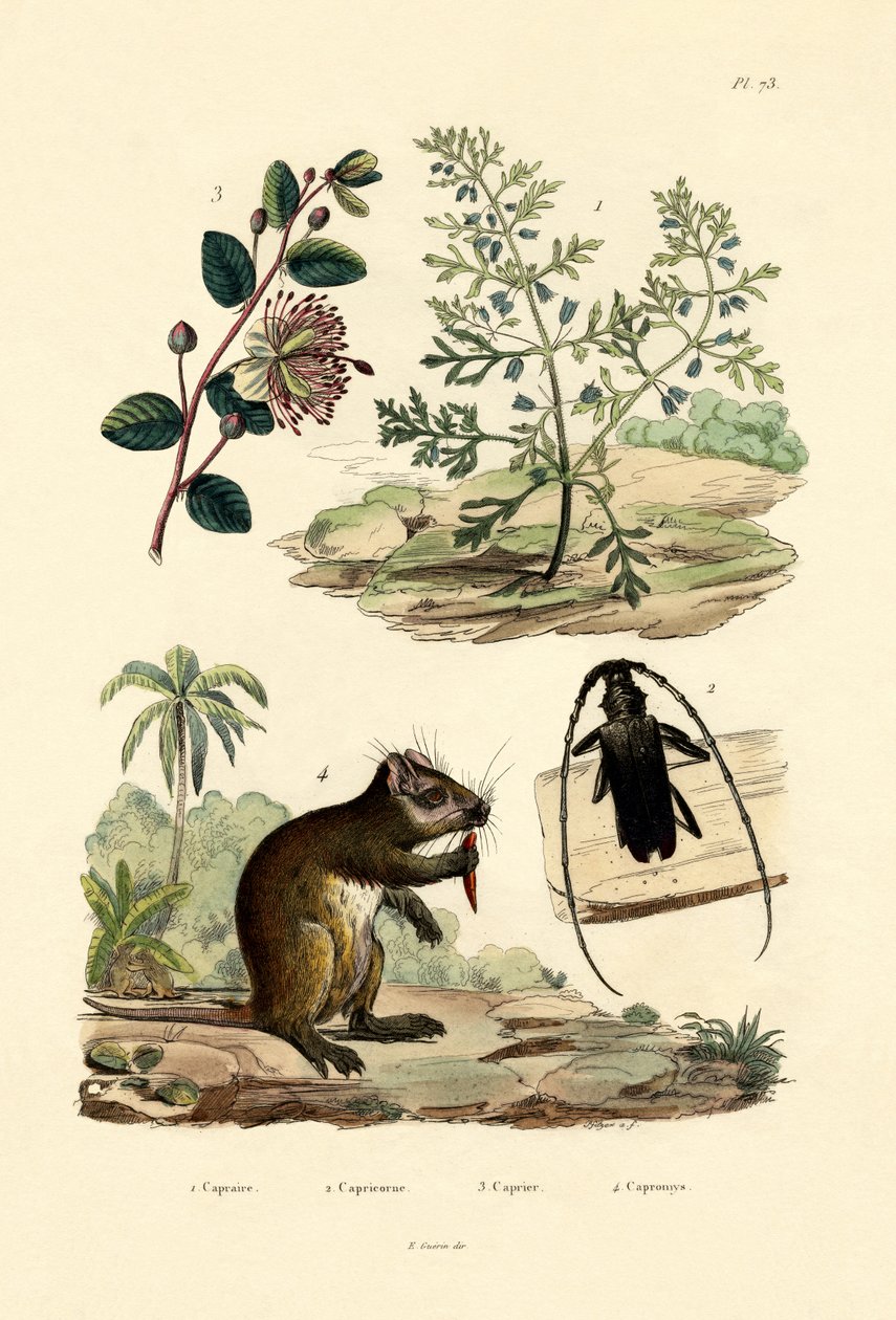 Geitegress, 1833-39 av French School