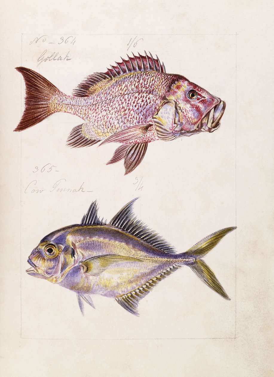 Gollah etc, ca. 1850 av French School