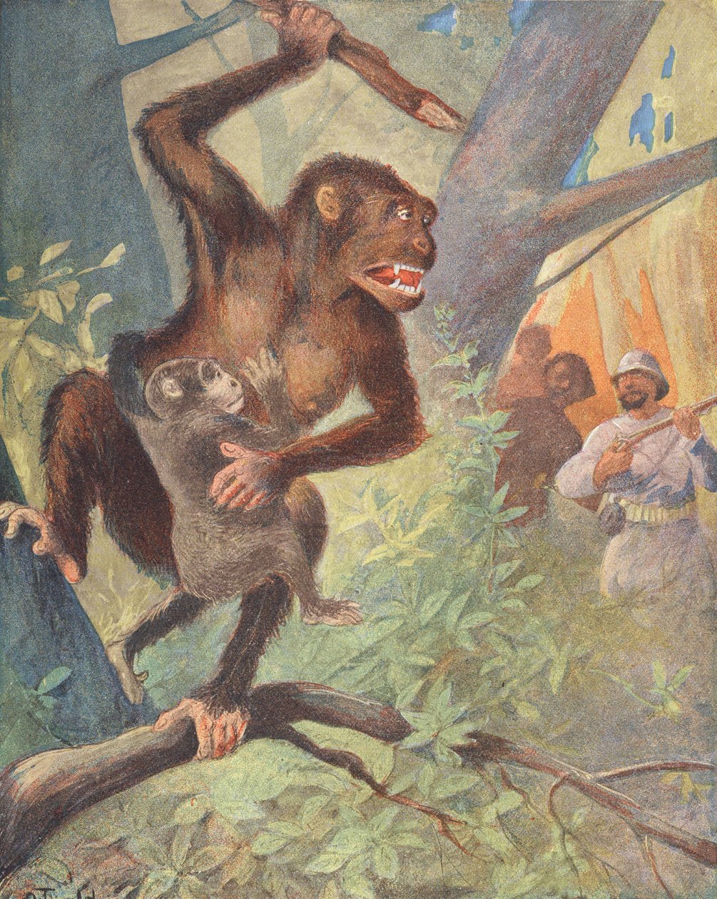 Gorillaer (fargelitografi) av French School