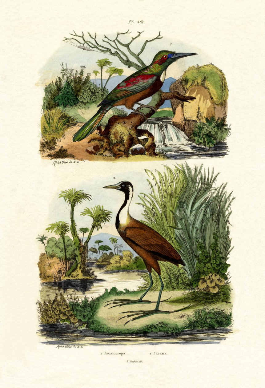 Store Jacamar, 1833-39 av French School