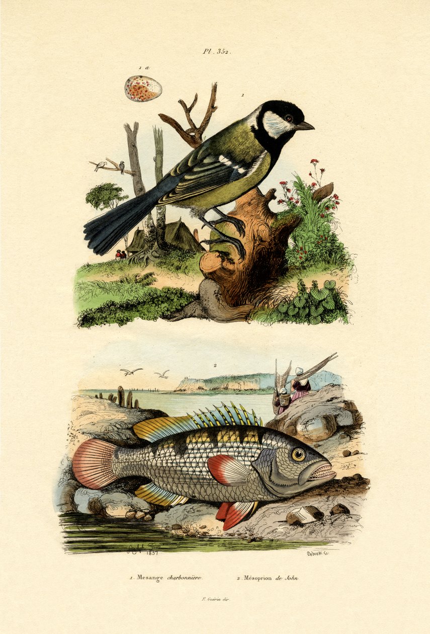 Pommemeis, 1833-39 av French School