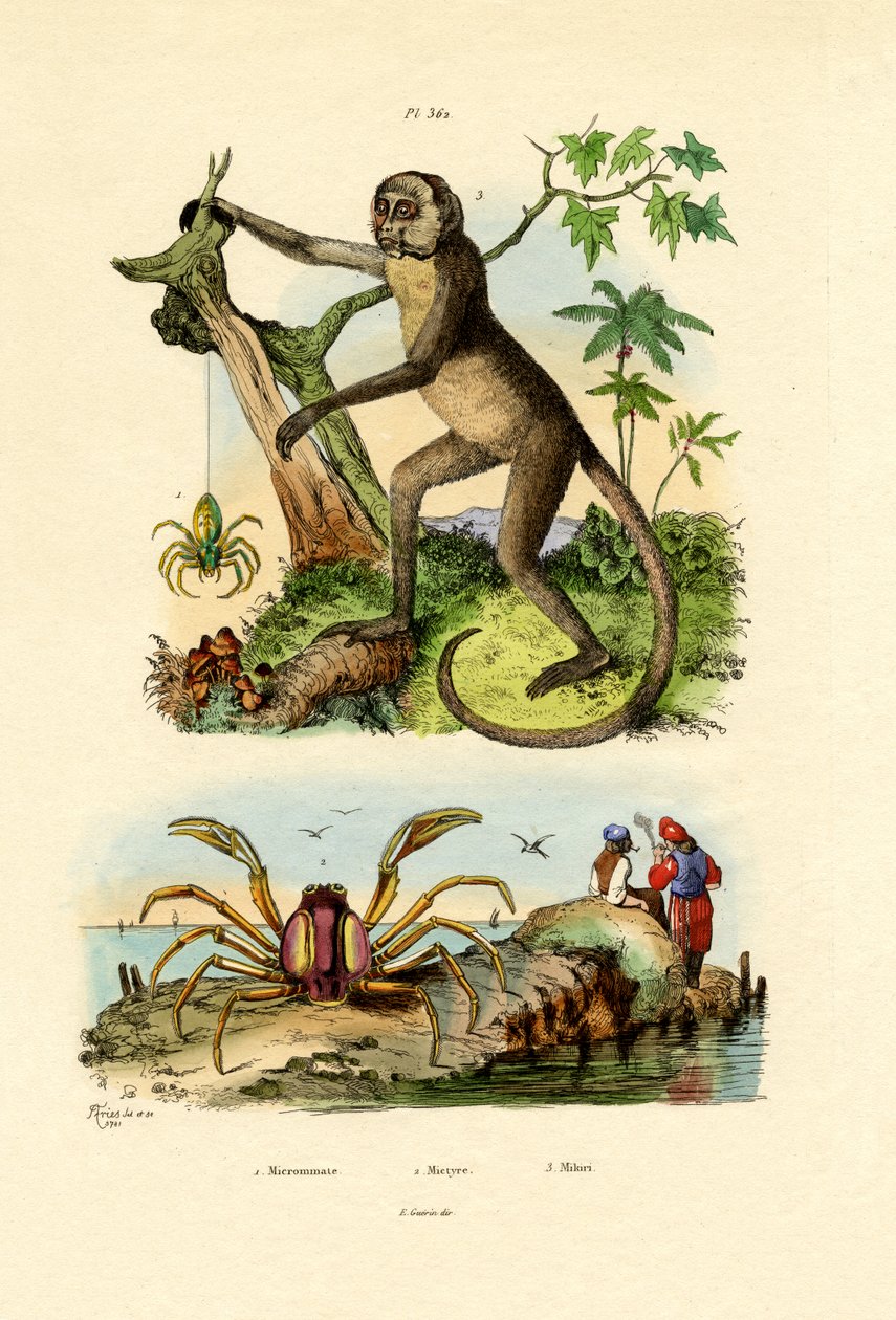 Green Huntsman Edderkopp, 1833-39 av French School