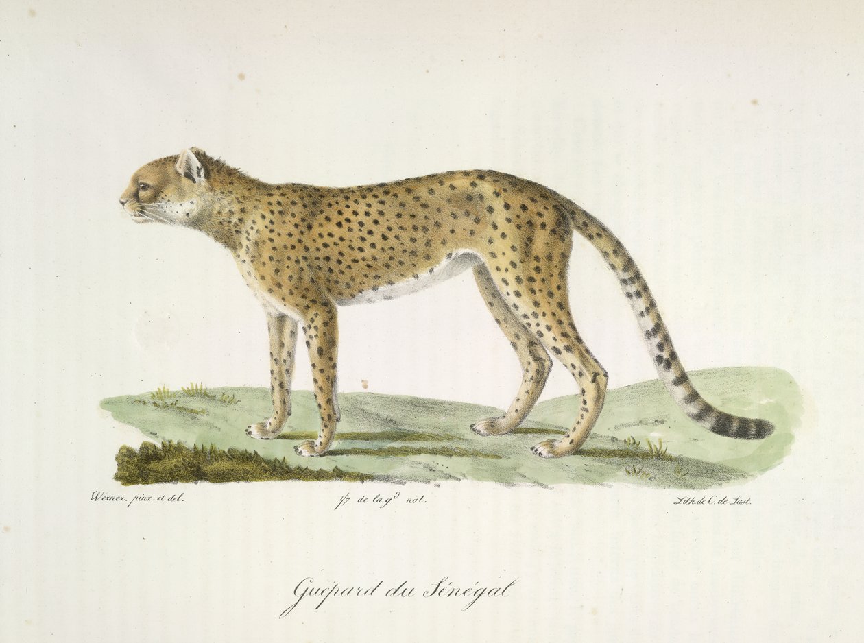 Senegal Cheetah, fra Natural History of Pattedyr (farge litho) av French School