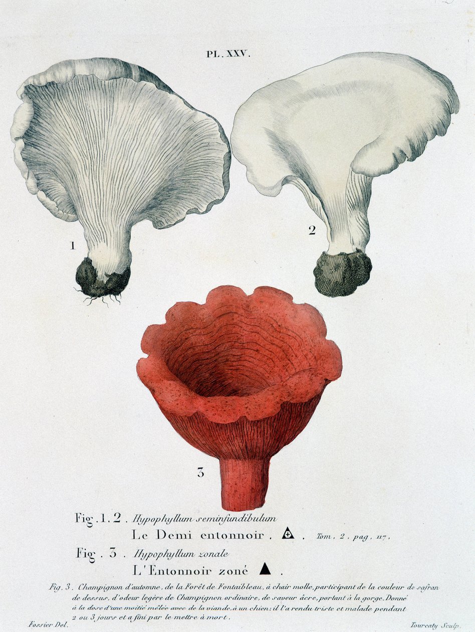 Halv trakt og trakt sonet i Jean Jacques Paulet "Treaty of mushrooms", sent på 1700-tallet av French School