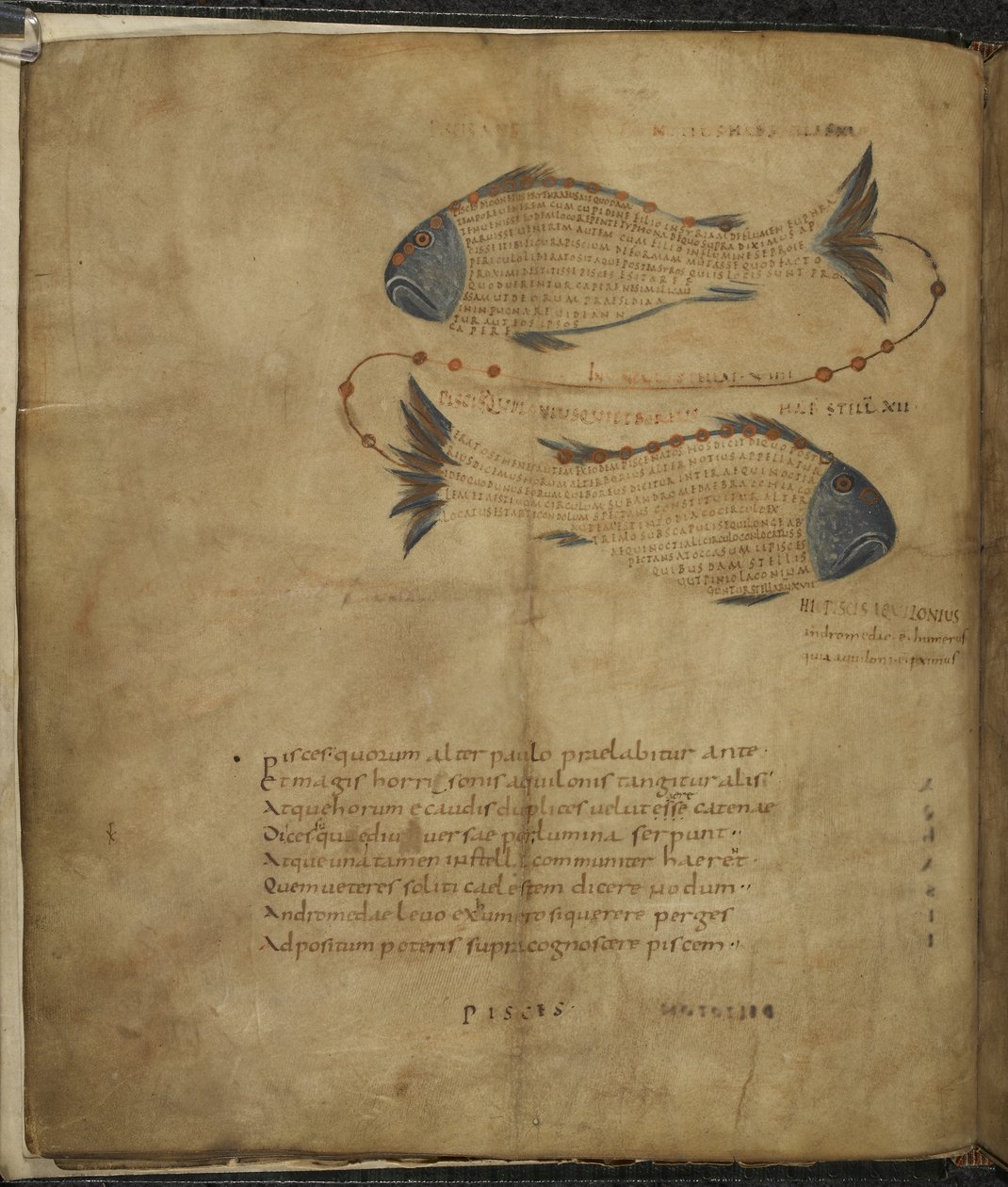 Harley 647, f.3v Illustrasjon av stjernebildet Fiskene, fra 'Aratus' av Marcus Tillius Cicero', ca. 1820-40 (vellum) av French School