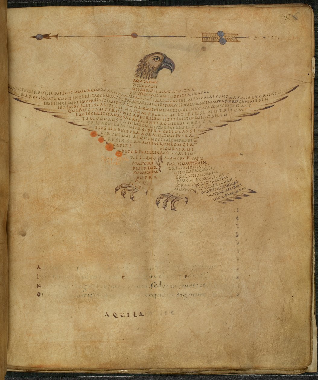 Harley 647, f.7 Illustrasjon av stjernebildet 
