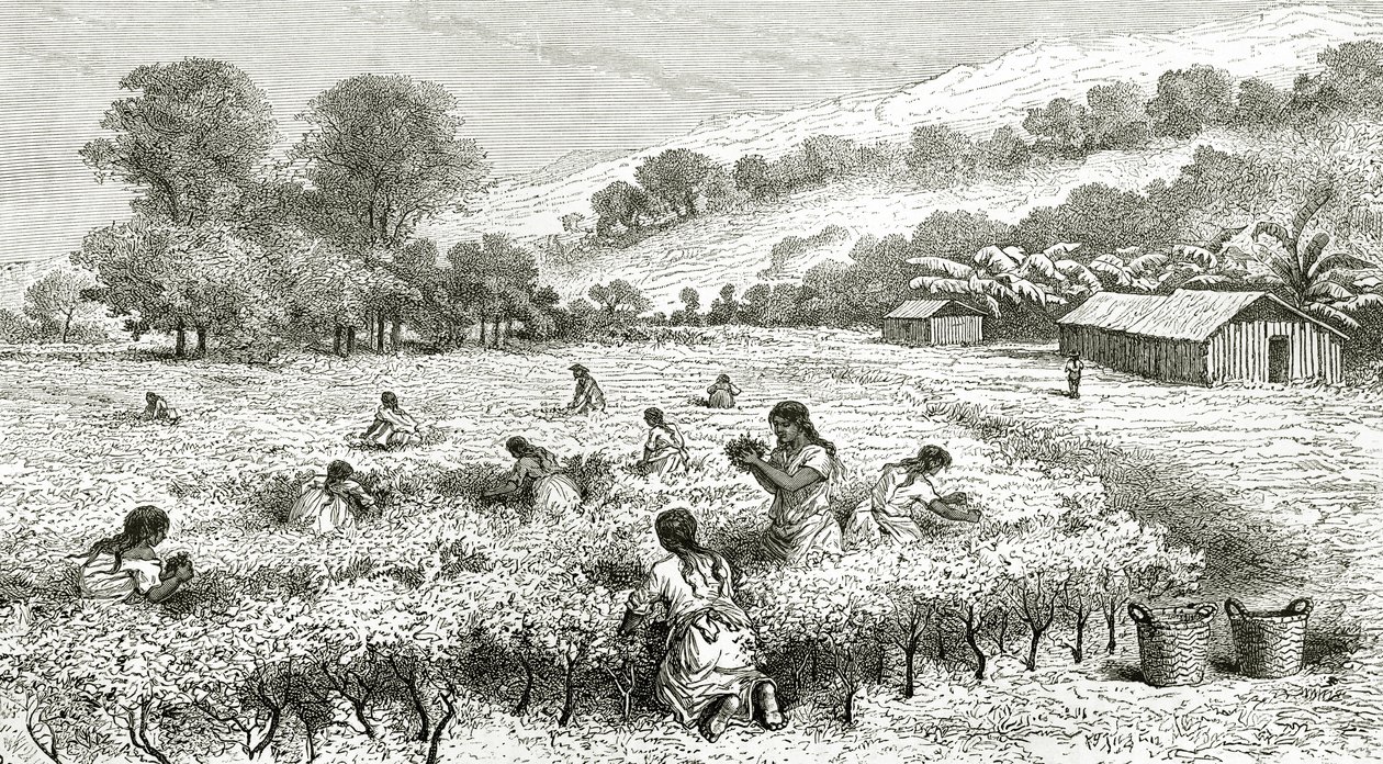 Harvest of Coca, Peru, illustrasjon fra magasinet Le Tour du Monde, 1877 av French School