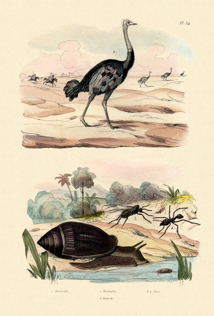 Heraldsnegl, 1833-39 av French School