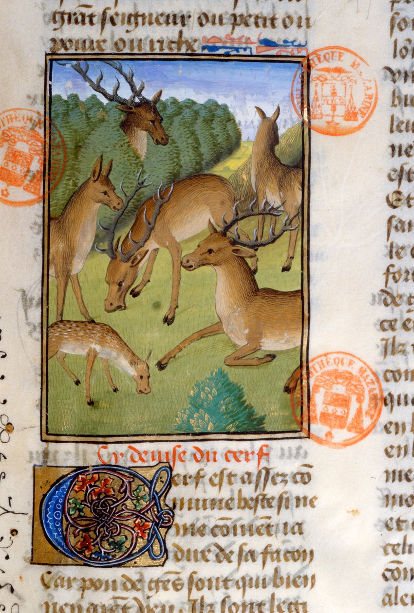 Hjorteflokk, fra Livre de la Chasse av Gaston Phebus de Foix (1331-91) av French School