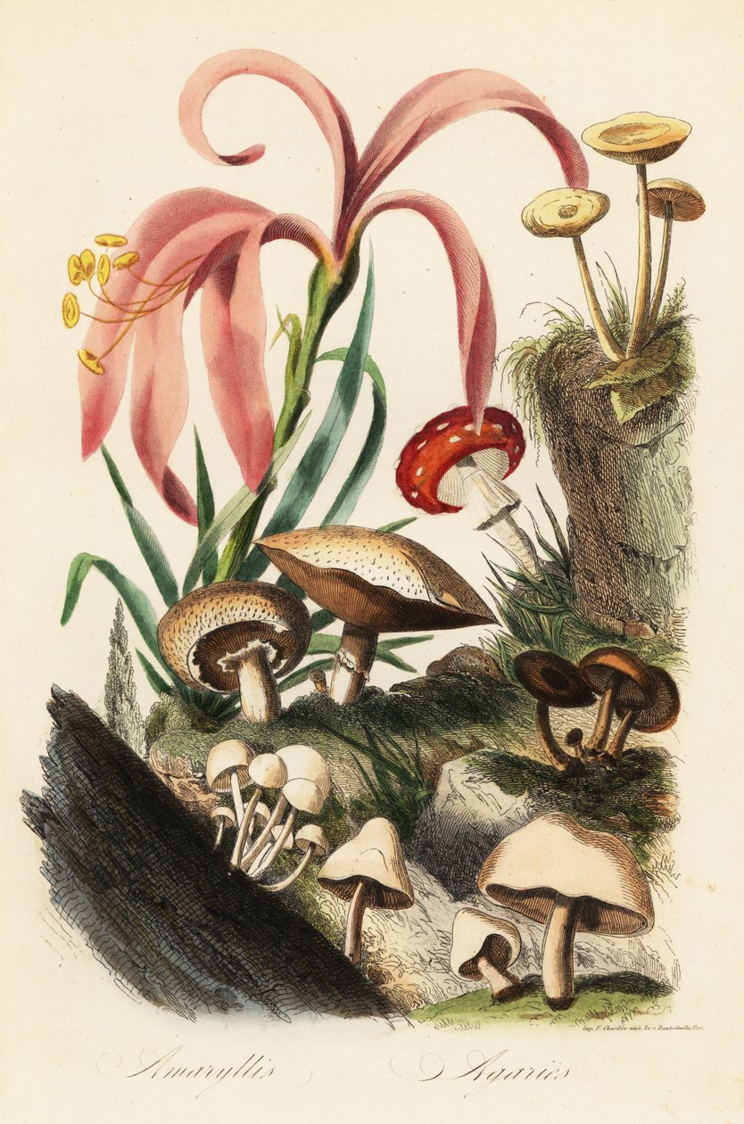 Hippeastrum-arter, fluesopp, Amanita muscaria, Amanita caesarea, Caesars sopp, Amanita caesarea og andre sopp av French School