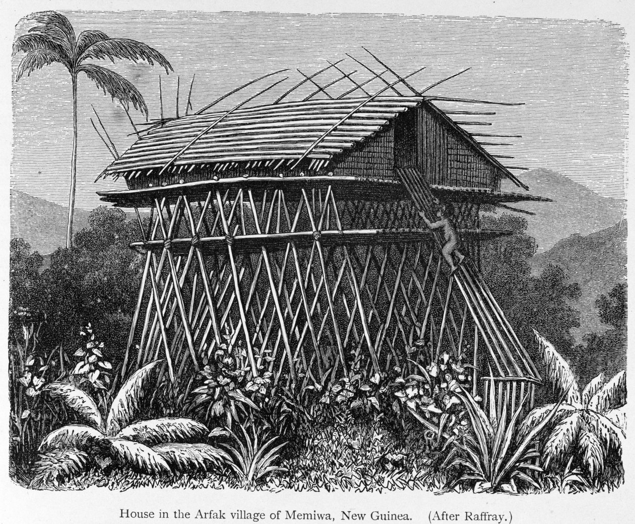 Hus i Arfak-landsbyen Memiwa, New Guinea, fra 