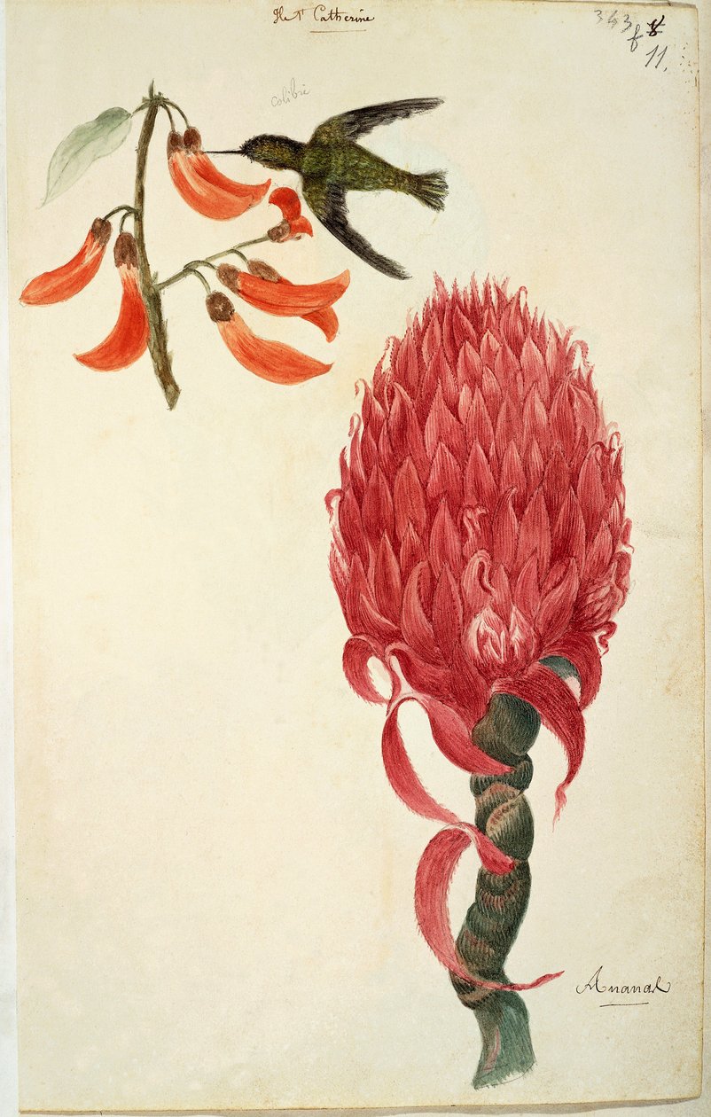 Kolibri (Trochilidae) og ananas (Ananas comosus) av Lejeune av French School