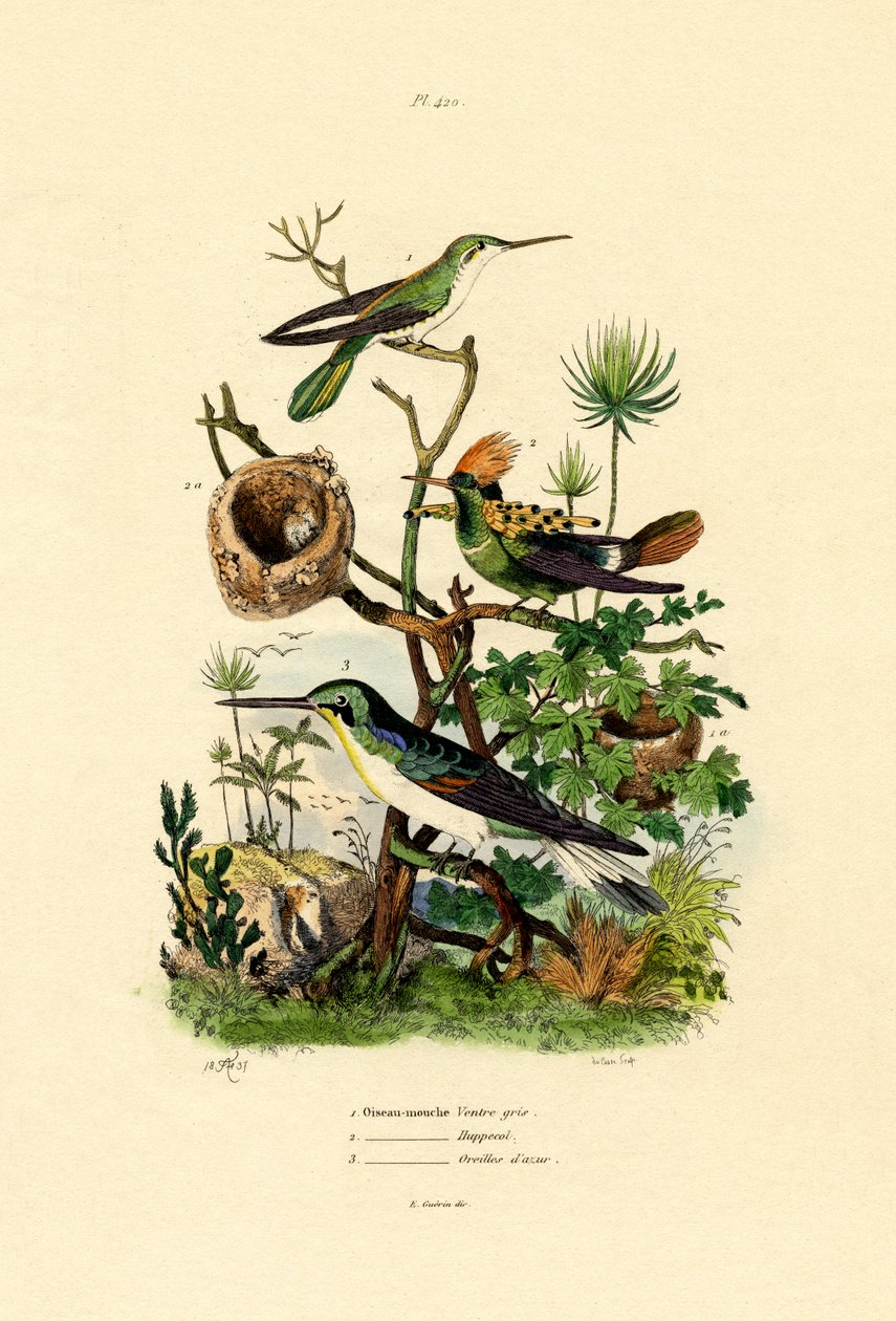 Kolibrier, 1833-39 av French School