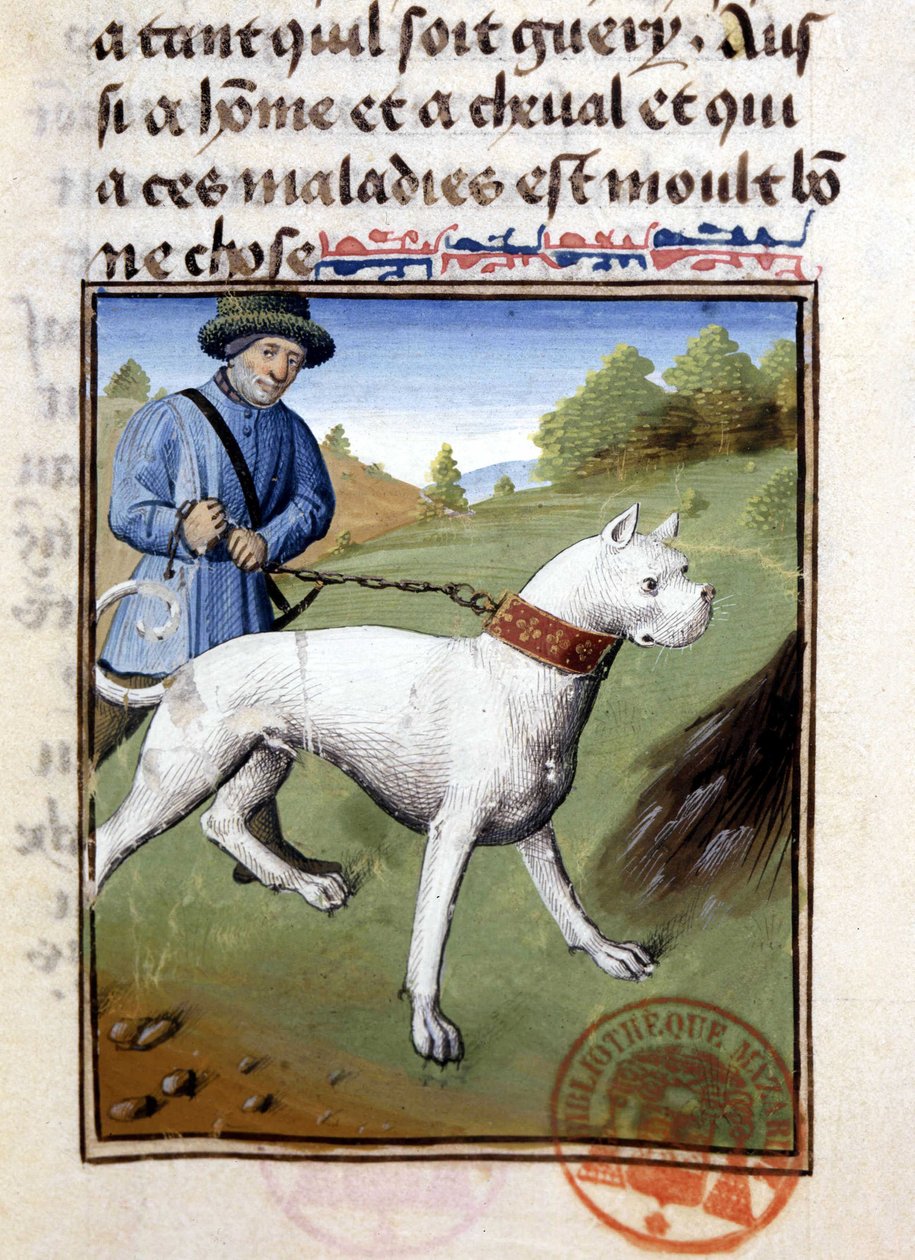 Jakthund holdt i bånd - i "" Jaktbok av Gaston Phoebus, greve av Foix, Lord of Béarn"" av French School