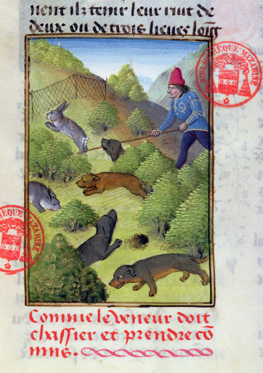 Jakt på kaniner med hunder og garn, fra Livre de la Chasse av Gaston Phebus, tidlig på 1400-tallet av French School