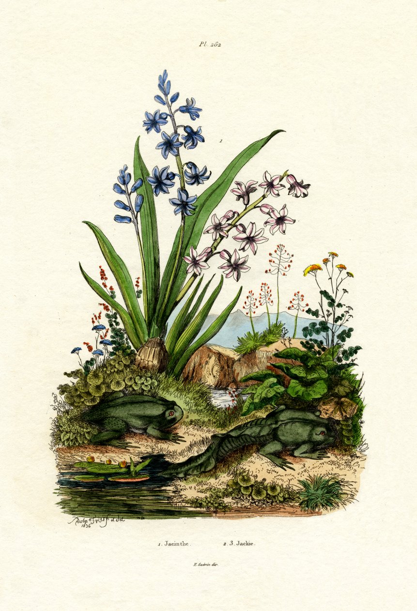 Hyacintblomst, 1833-39 av French School