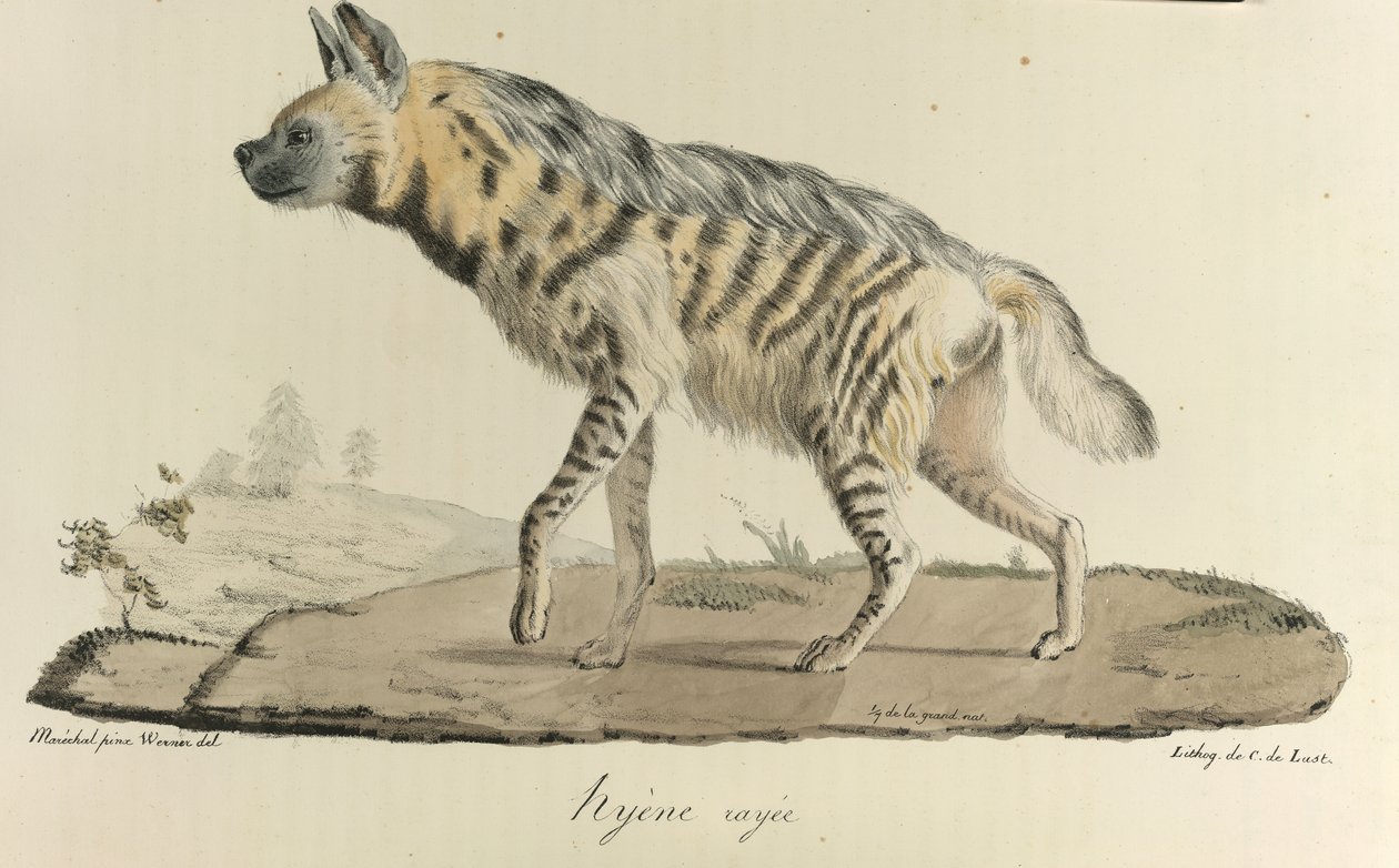 Hyene, en stripete hyene, fra Natural History of Mammals (farge litho) av French School