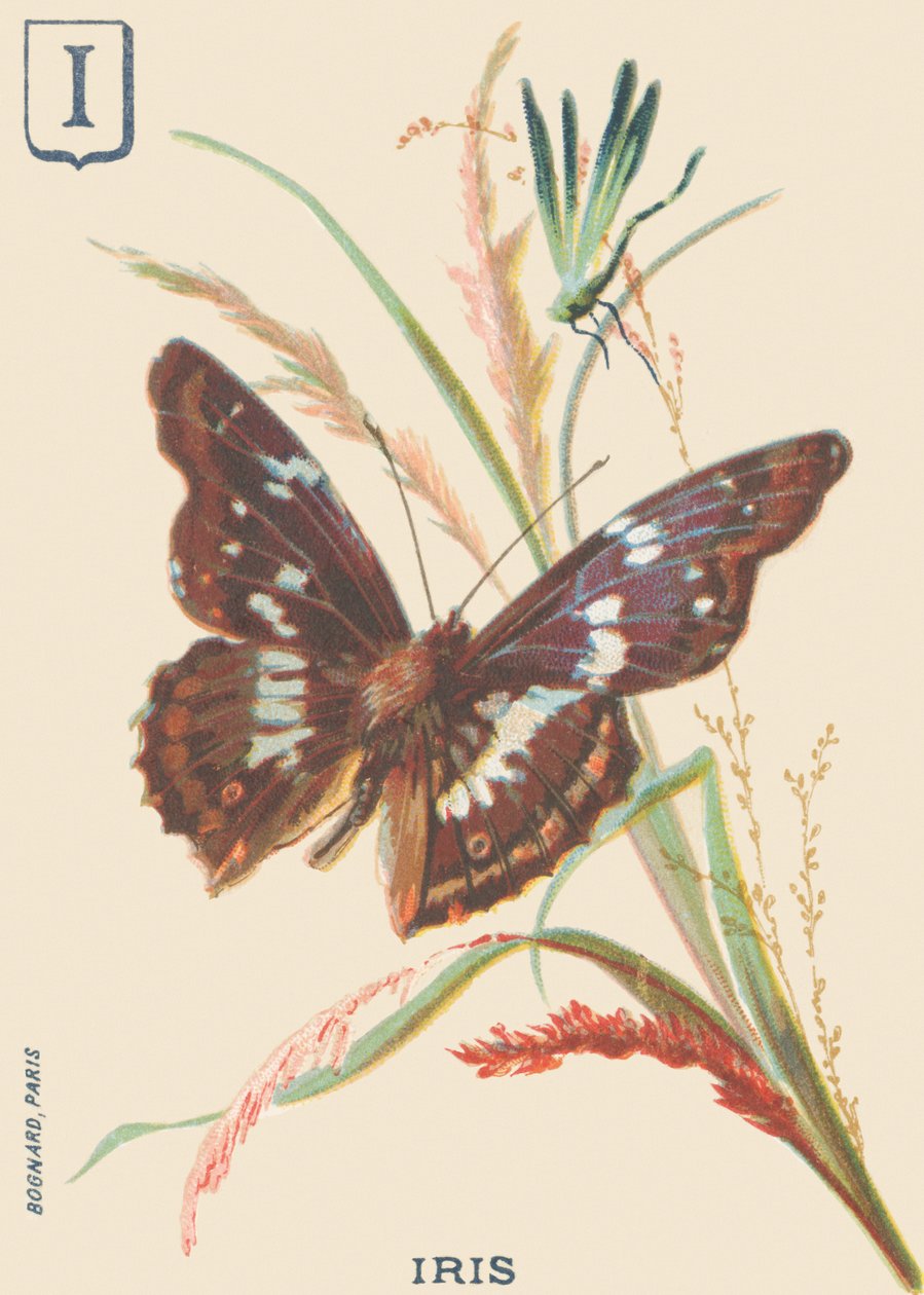 I: Iris (Apatura iris eller Great Mars endres) av French School