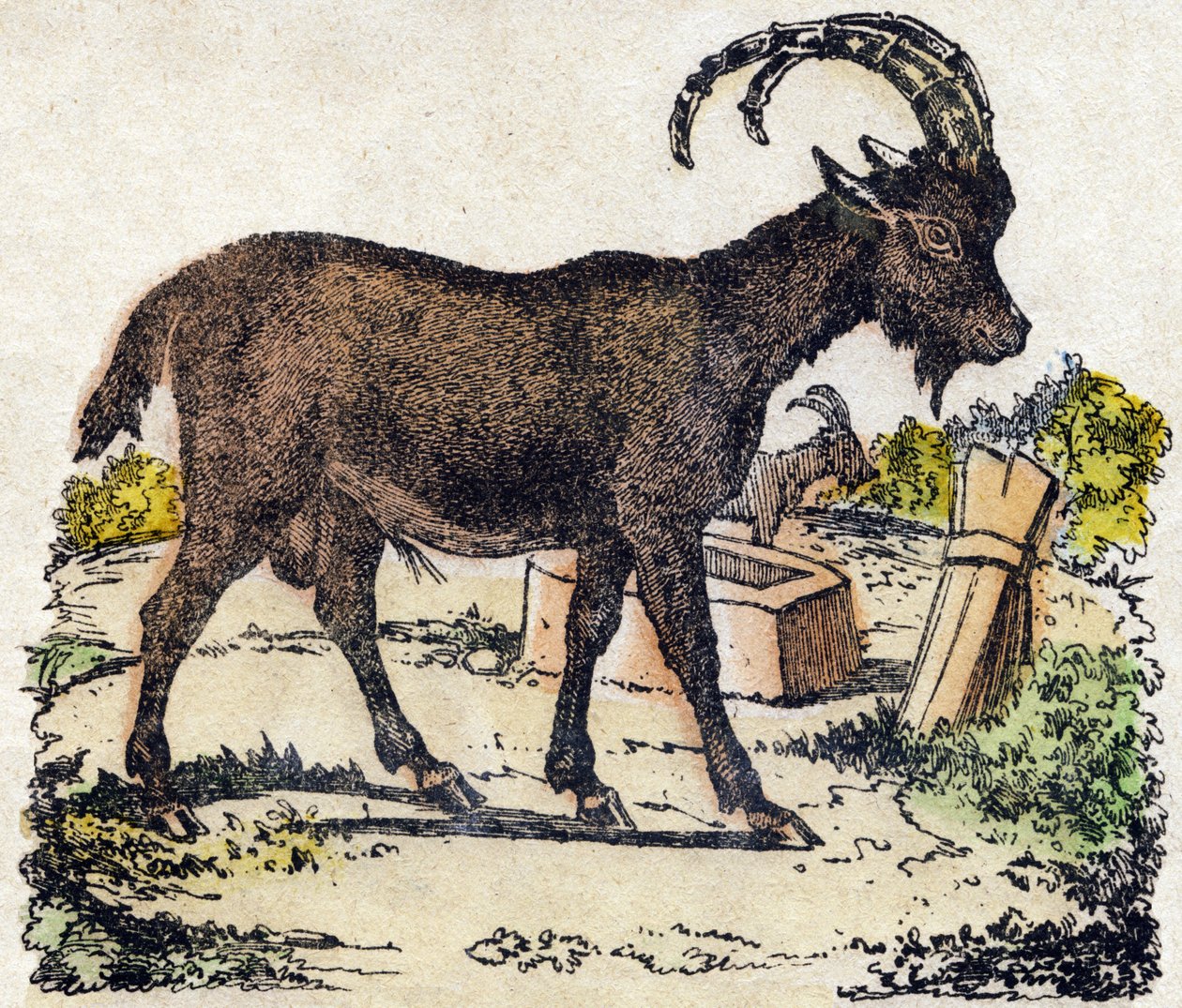Ibex. Gravering i "" Alphabet des animaux sauvages"". 9. serie. Bilder av Epinal, Pellerin, trykkeri-utgiver, ca. 1870. Graveringer på tre, stensilert. 16 sider. Mål: 20 x 15 cm. Privat samling av French School