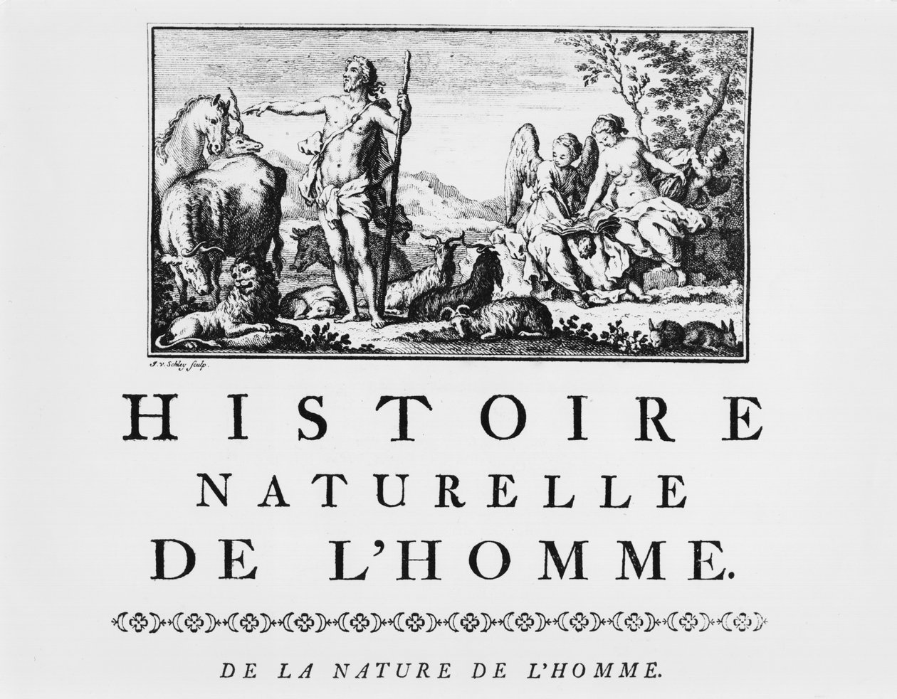 Illustrasjon fra Natural History of Man av Georges de Buffon (1707-88) publisert 1749, Paris av French School