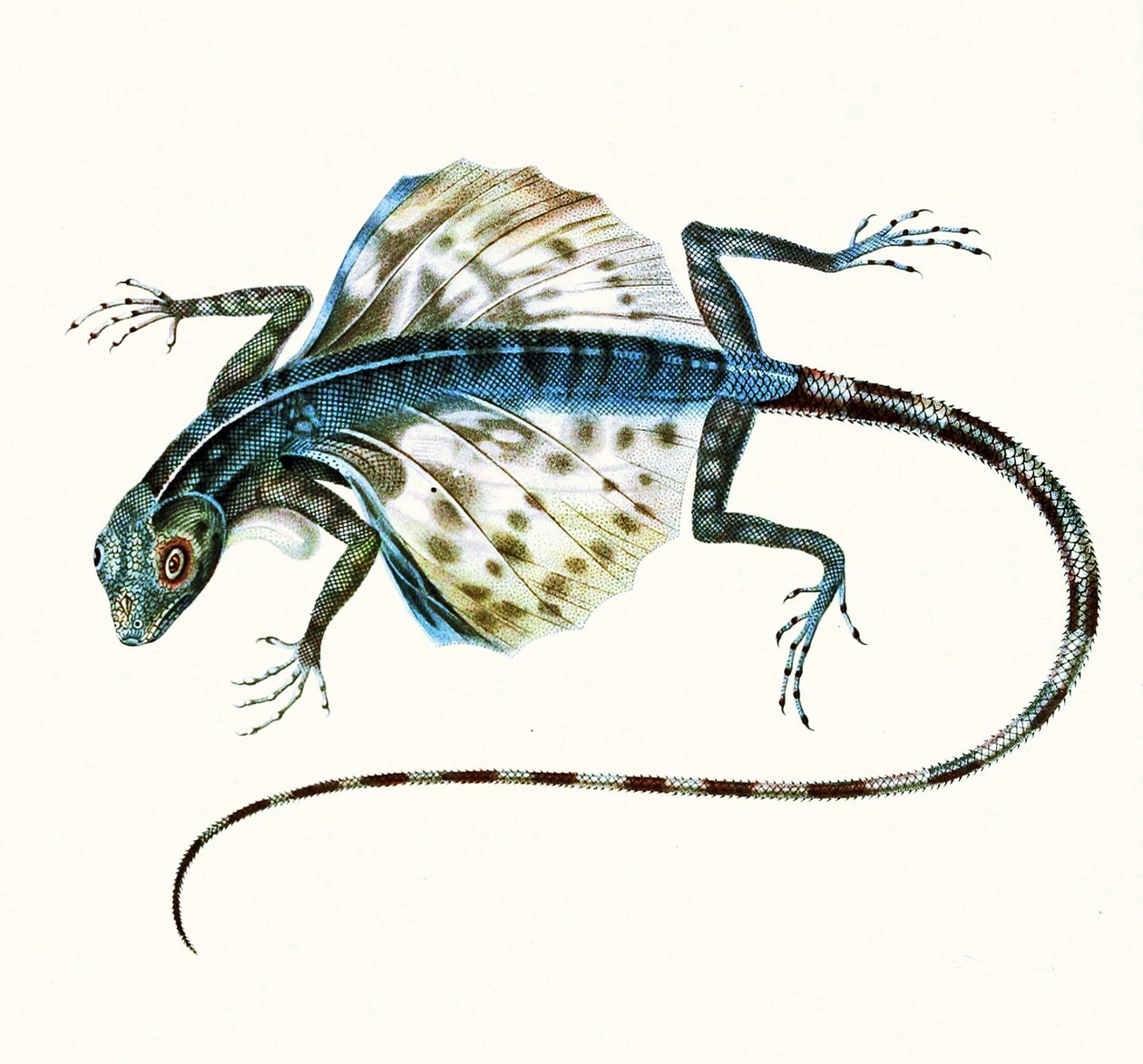 Illustrasjon av den glidende øglen - Draco Volans 1831 (fargegravering) av French School