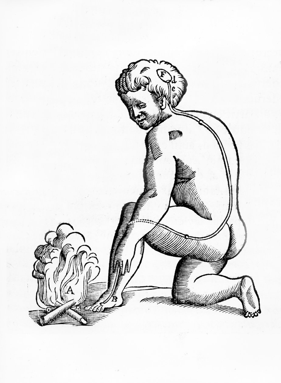 Illustrasjon av hvordan kanalene fra pinealkjertelen virker på det menneskelige nervesystemet i forhold til en reaksjon på brann, fra Tractatus de Homine, utgitt i Amsterdam av Elsevier, 1677 (skogen av French School