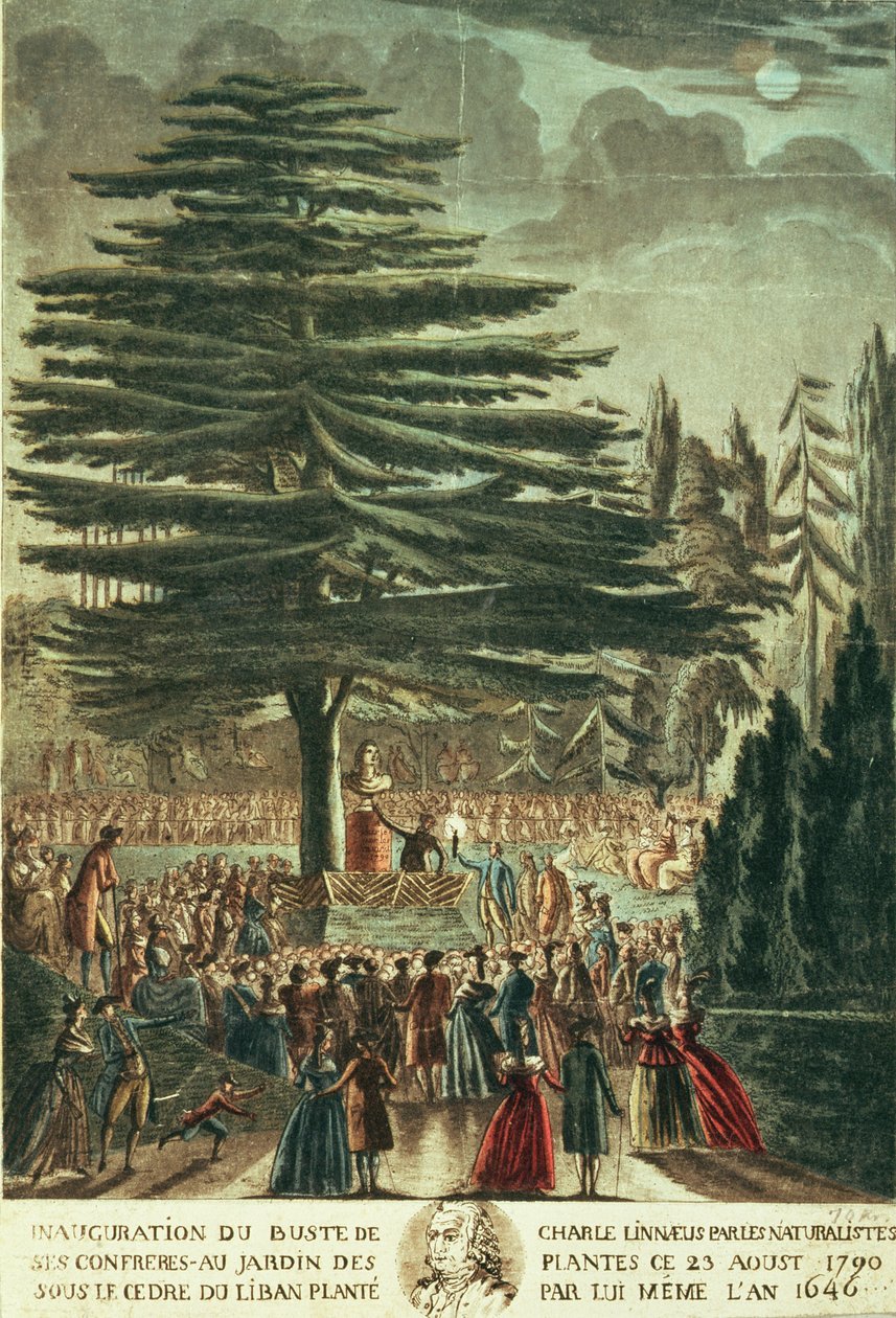 Innvielse av bysten av Carl Linnaeus (1707-78) i Jardin des Plantes, under Cedar of Libanon som han plantet i 1646, 23. august 1790 av French School