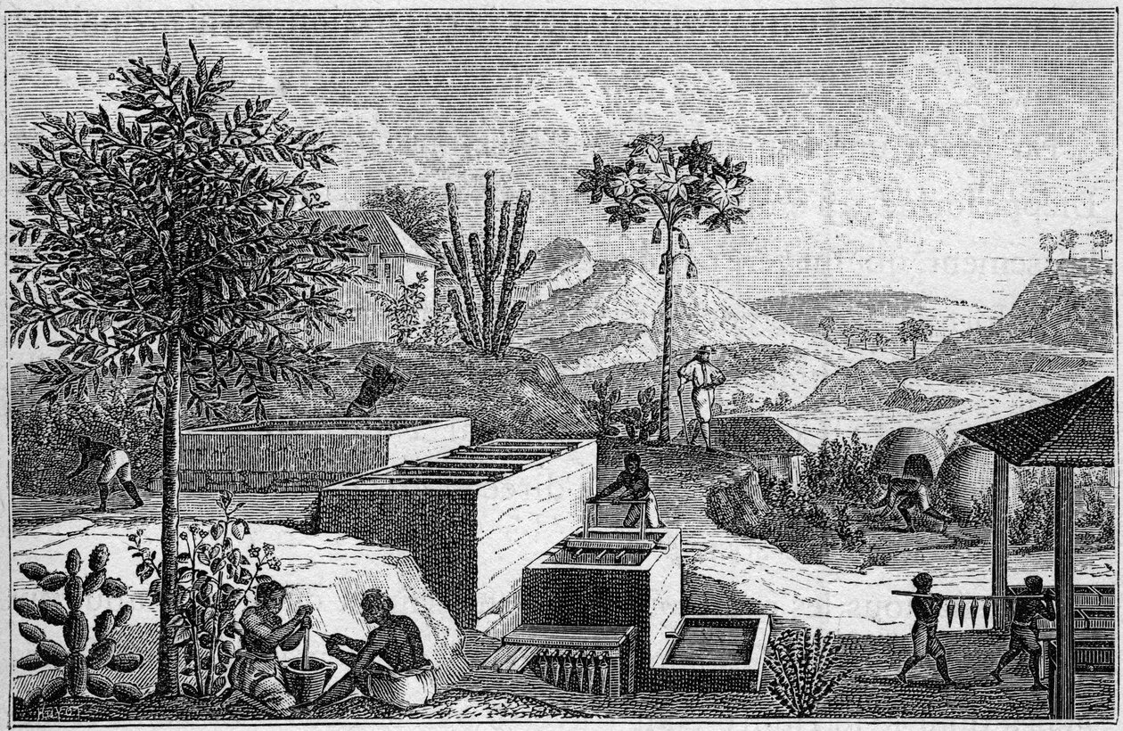 Indigoterie in Senegal in the 17th century. av French School