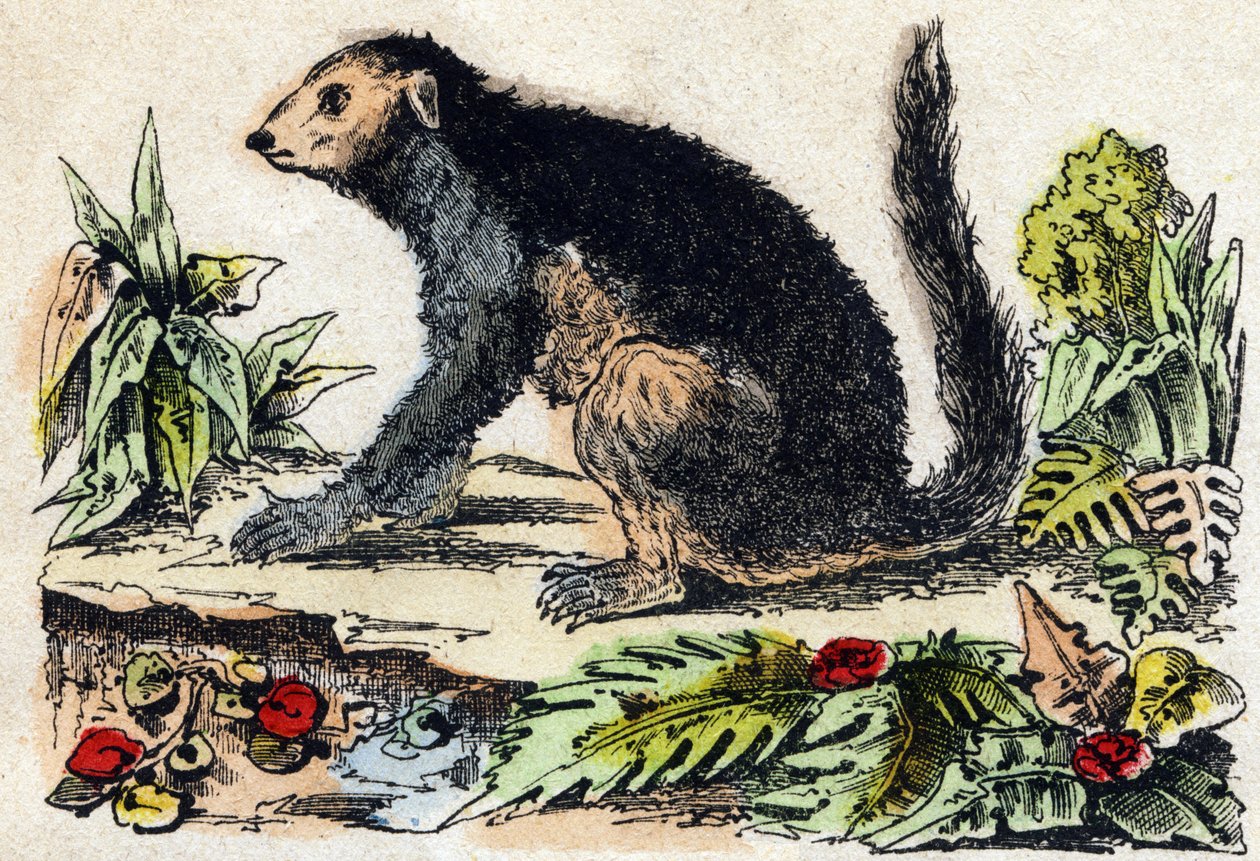 Indri (lemurisk). Gravering i "" Alphabet des animaux sauvages"". 9. serie. Bilder av Epinal, Pellerin, trykkeri-utgiver, ca. 1870. Graveringer på tre, stensilert. 16 sider. Mål: 20 x 15 cm. Privat samling av French School