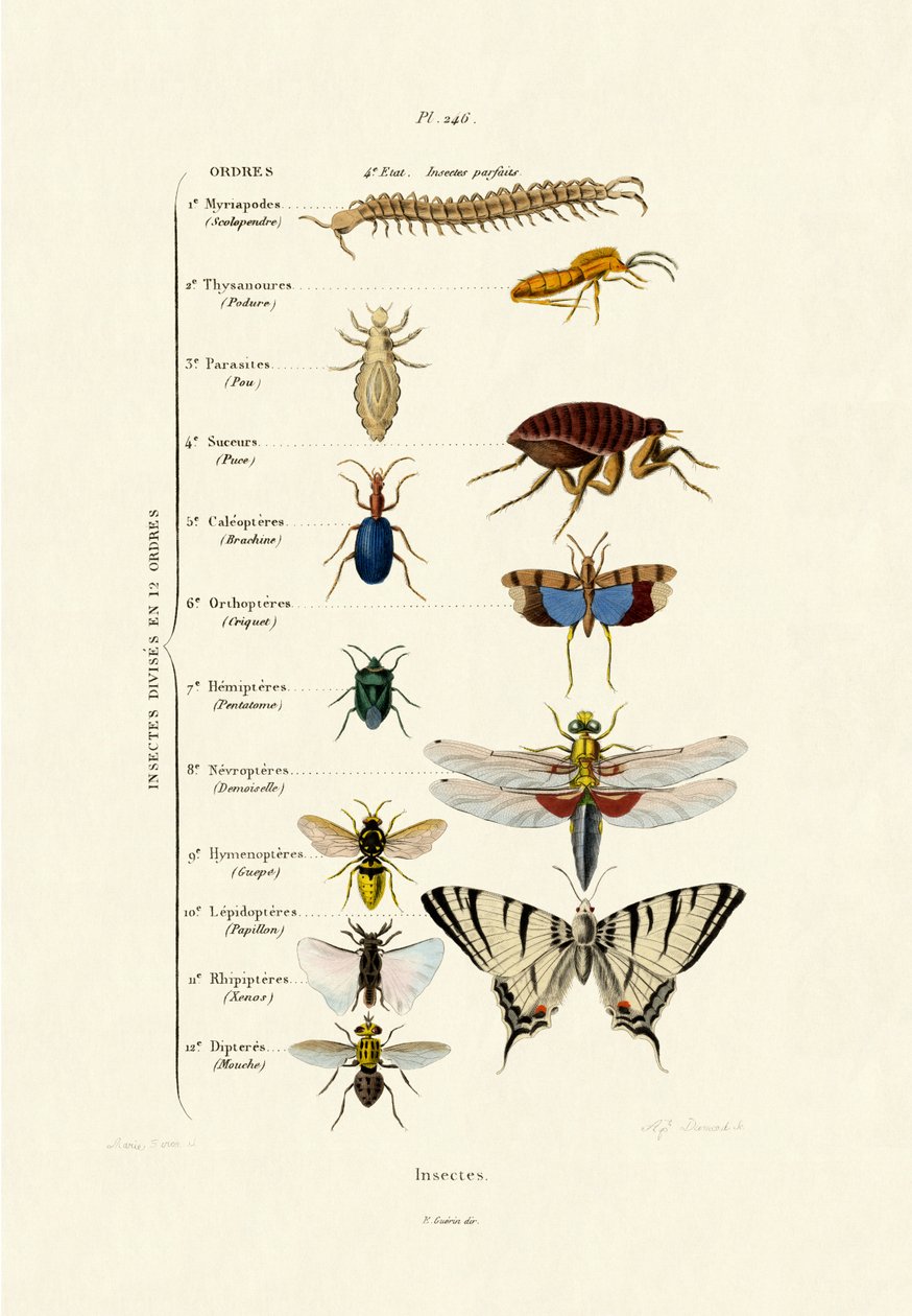 Insekter, 1833-39 av French School