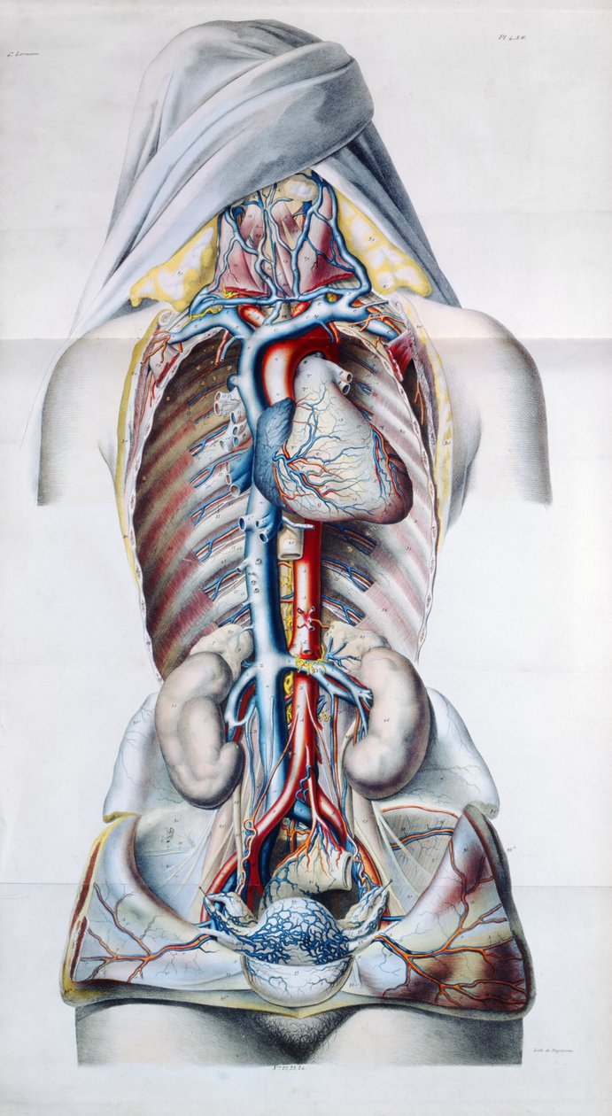 Indre organer til en kvinne, plate fra anatomisk, fysiologisk og patologisk forskning på venesystemet av Gilbert Breschet (1784-1845) gravert av Engelmann, Paris, 1829 av French School