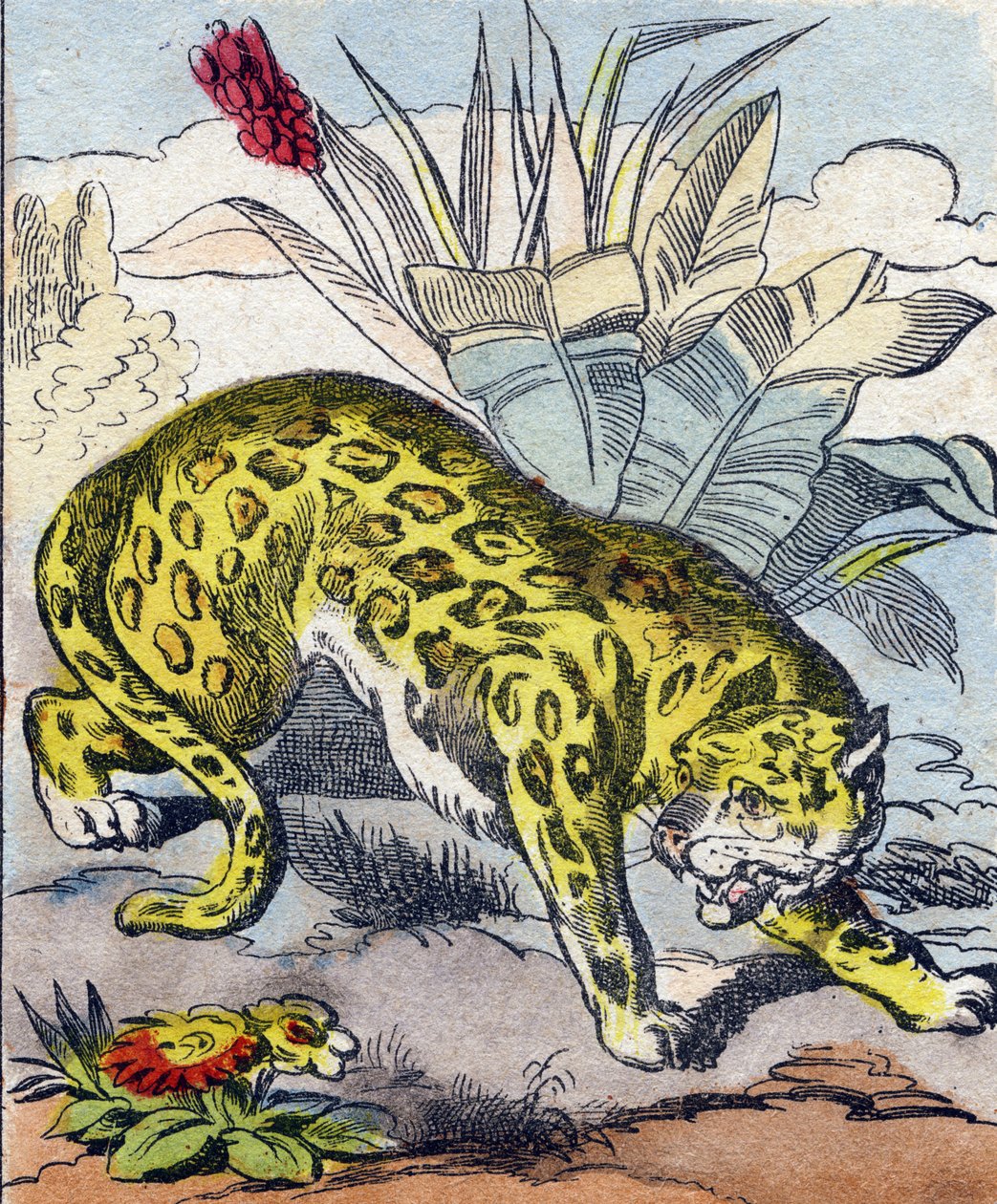 Jaguar. Gravering i "Buffon Alphabet des Animaux". 3. serie N 1. Avbildning av Epinal, Epinal, sent på 1800-tallet. 16 sider. Mål: 28x21cm av French School