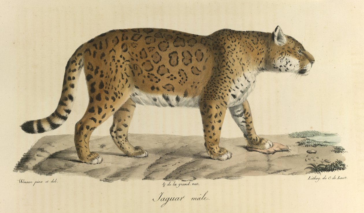 Mannlig jaguar. En mannlig jaguar, fra Natural History of Mammals (farge litho) av French School