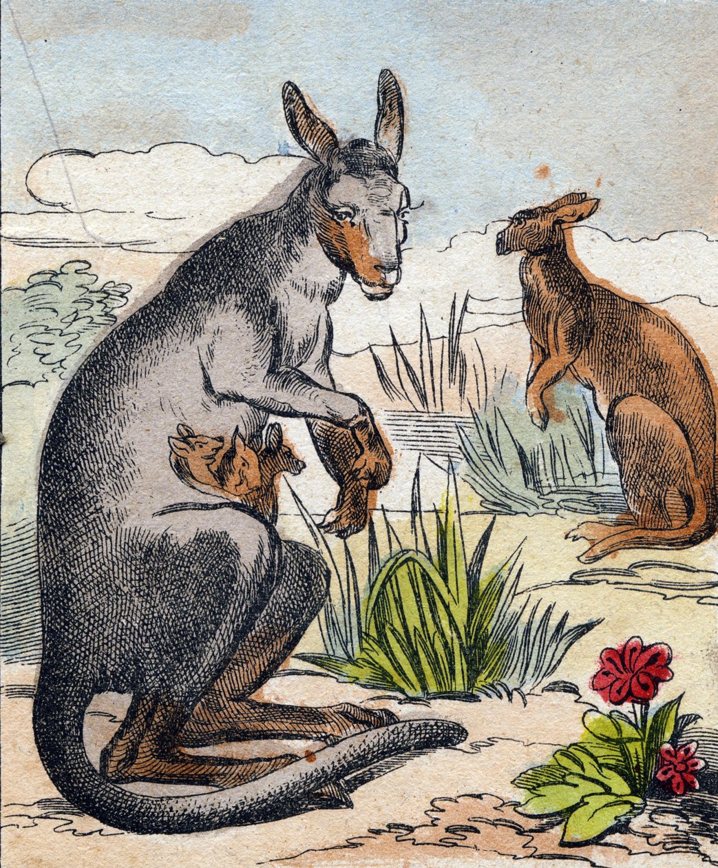 Kenguru. Gravering i "Buffon Alphabet des Animaux". 3. serie N 1. Avbildning av Epinal, Epinal, sent på 1800-tallet. 16 sider. Mål: 28x21cm av French School