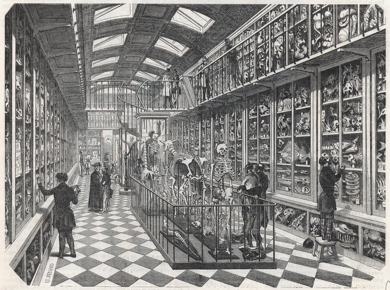 Paris School of Medicine - The Comparative Anatomy Gallery - Gravering i "" Tableau-de-Paris"" av Edmond Texier 1852. av French School