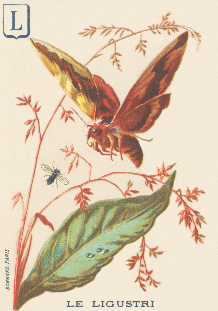 L: Ligustri (Sphinx ligustri eller Troene Sphinx) av French School