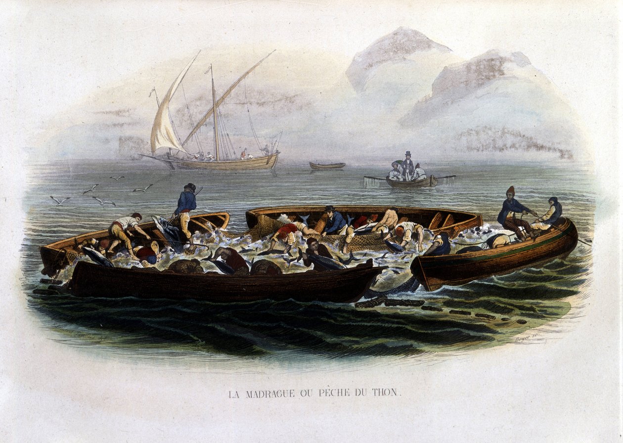Felle- eller tunfiskfiske - i "" Natural History of Lacepède"" av French School